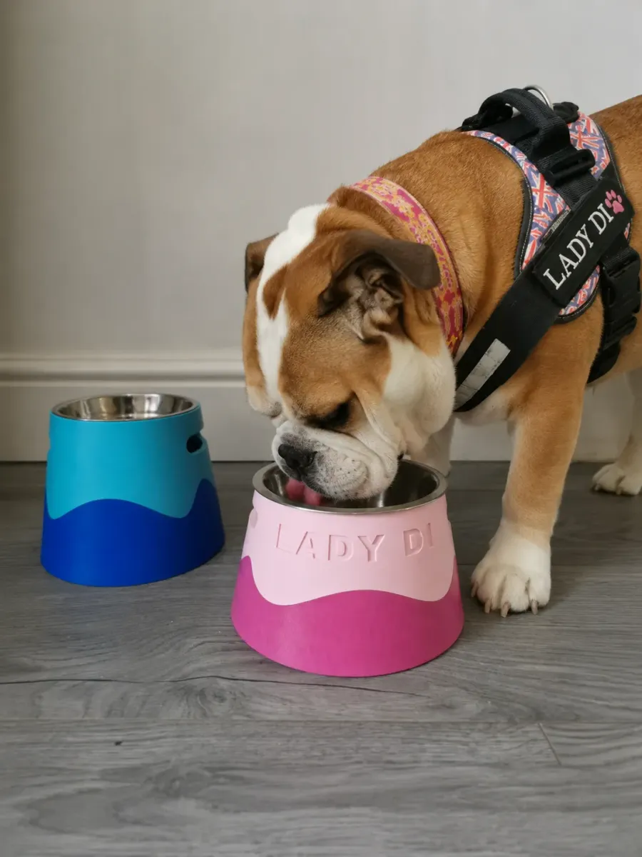 Comedero elevado a la medida de tu perro
