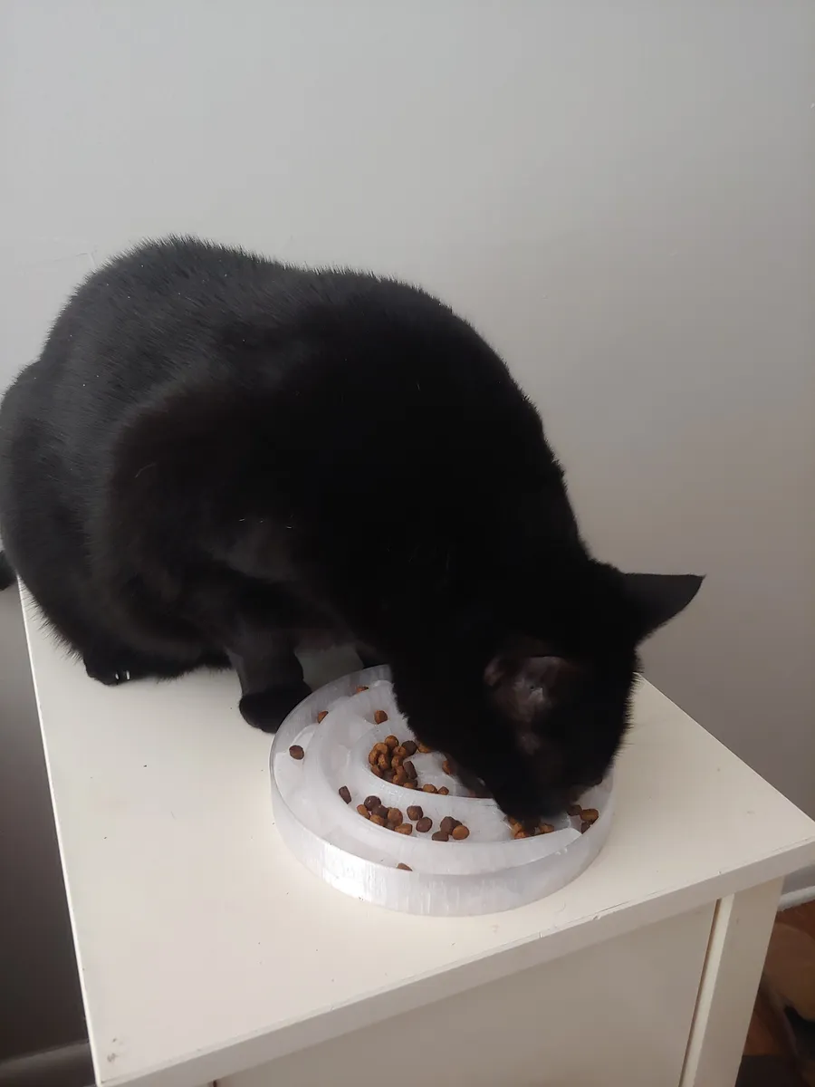 Comedero lento para gatos de hocico corto