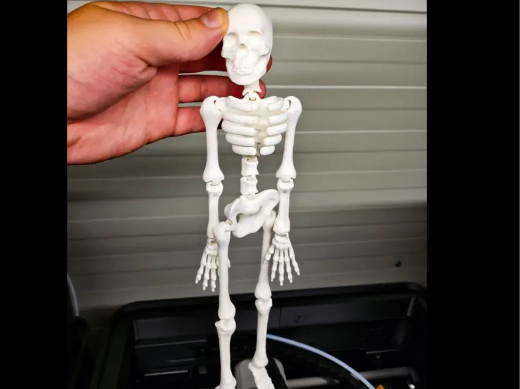 Esqueleto humano articulado