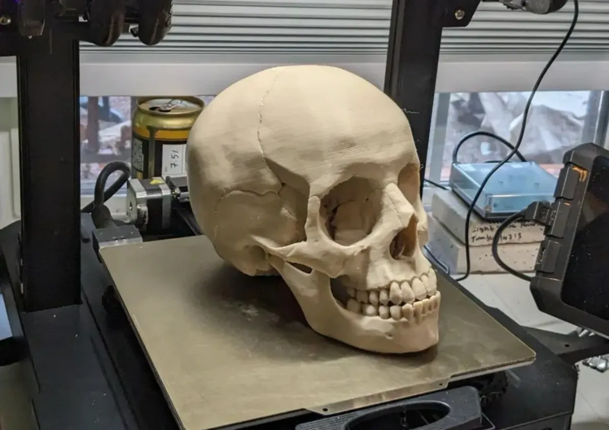 Cráneo humano tamaño real con mandíbula articulada