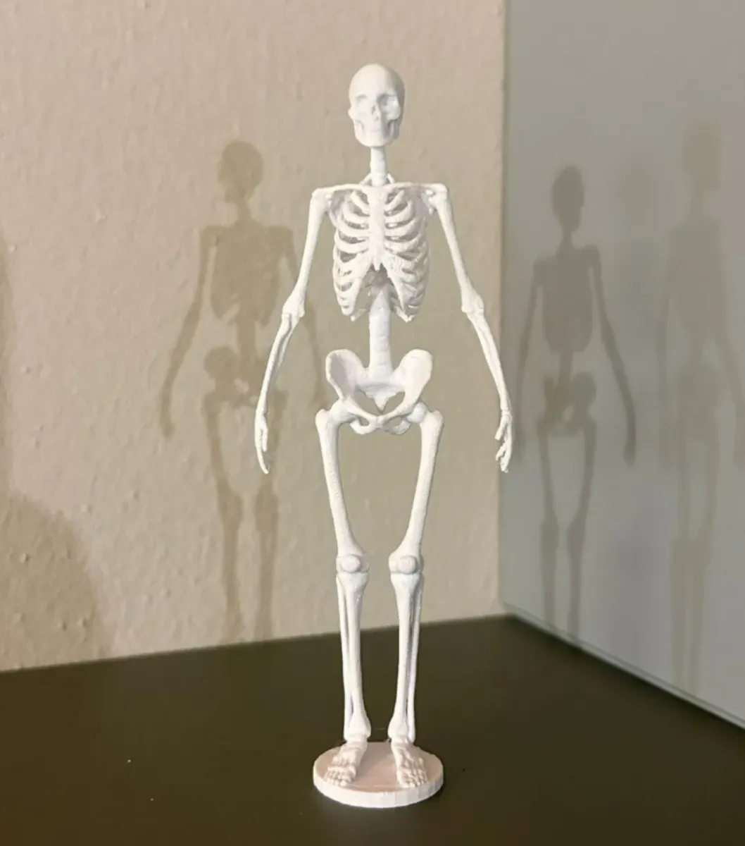 Esqueleto humano en miniatura para armar