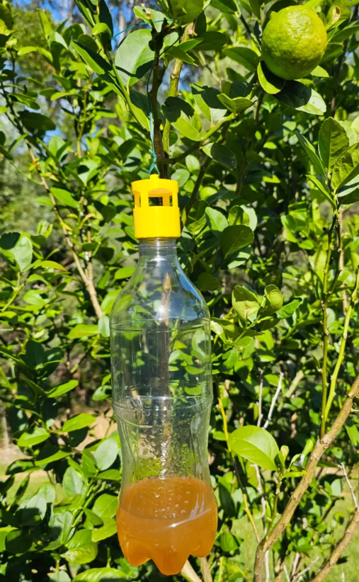 Tapa trampa para moscas en botella descartable