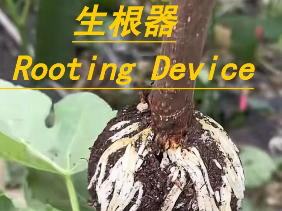 Cápsula para hacer gajos de plantas