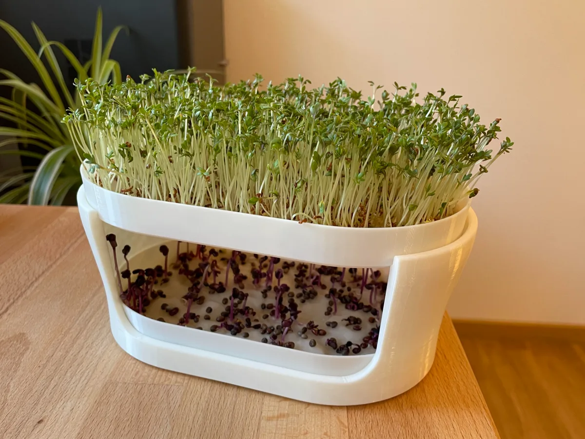 Germinador de brotes en escalera