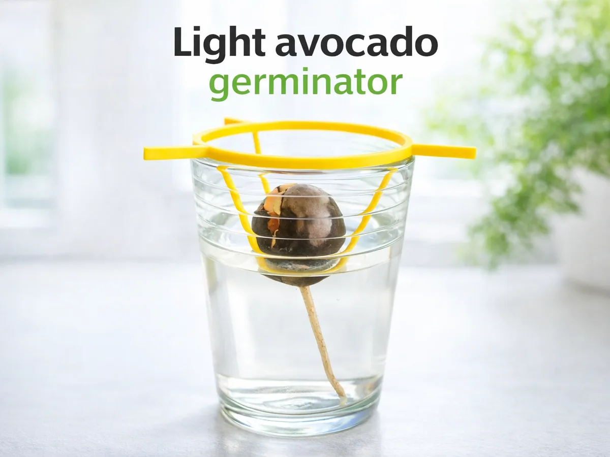 Germinador chico de carozo de palta