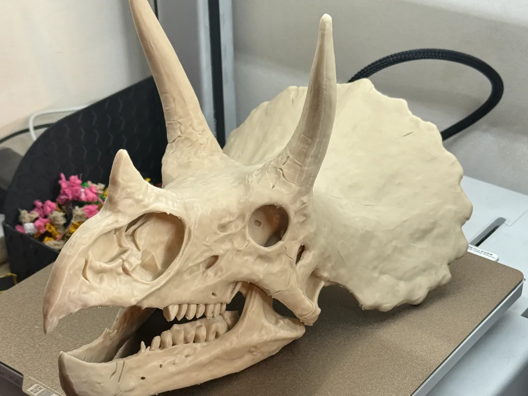 Cráneo de triceratops a escala