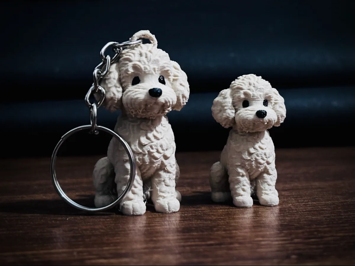 Caniche en miniatura con argolla