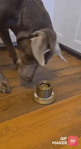 Pelota de lamer para perros y gatos